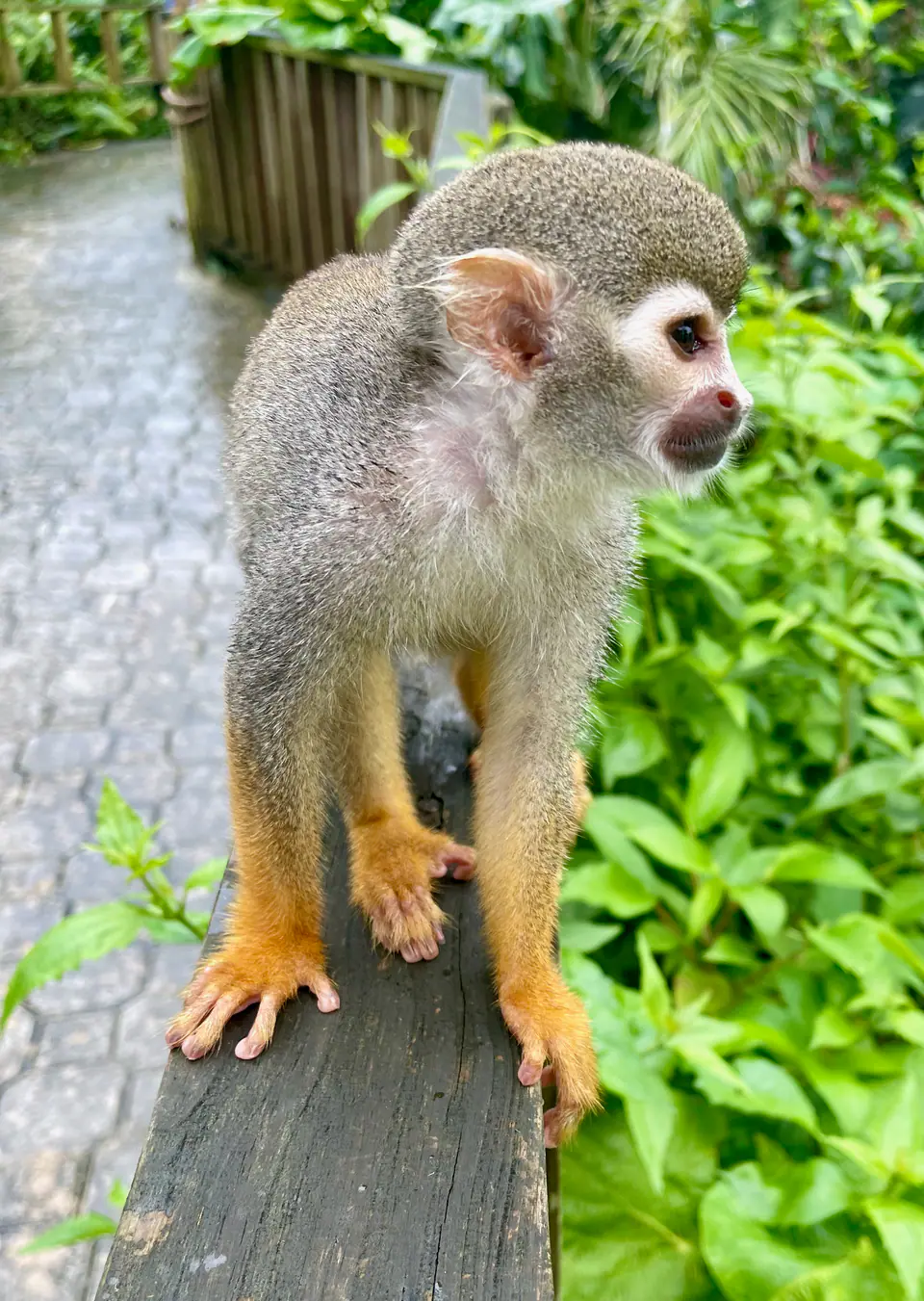 Bávaro Evolution Monkey Combo — fotka 4