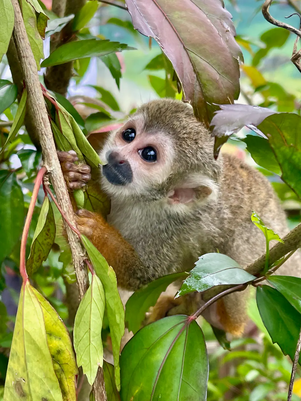 Bávaro Evolution Monkey Sanctuary