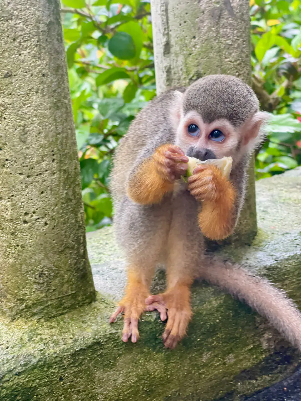 Bávaro Evolution Monkey Sanctuary