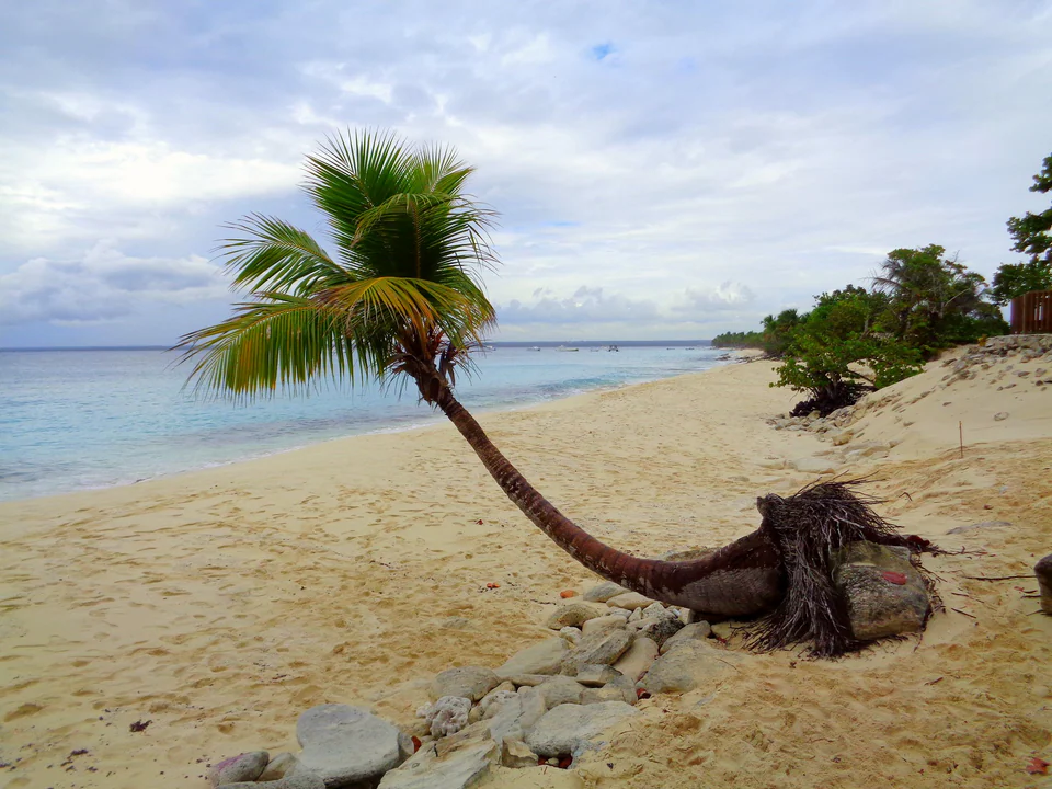 Saona Catalina Nexus