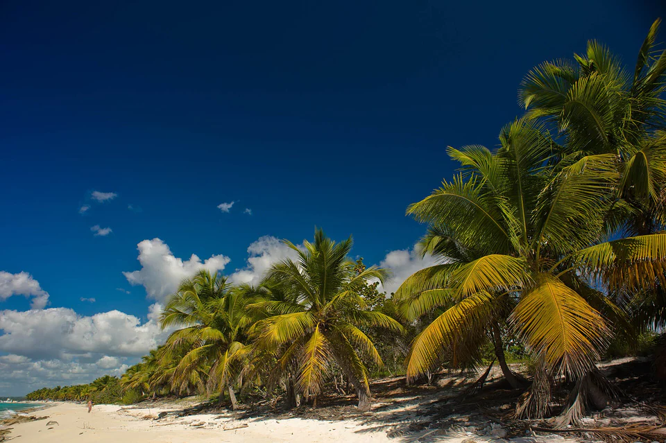 Saona Catalina Nexus