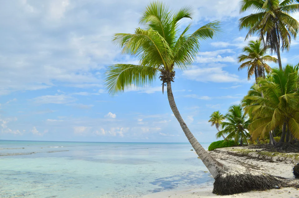 Saona Ignite