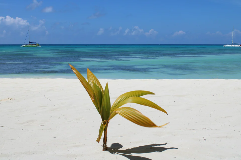 Saona Relax
