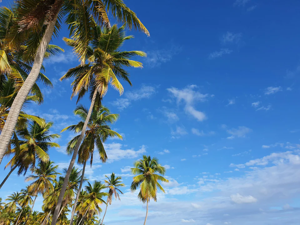 Saona Relax