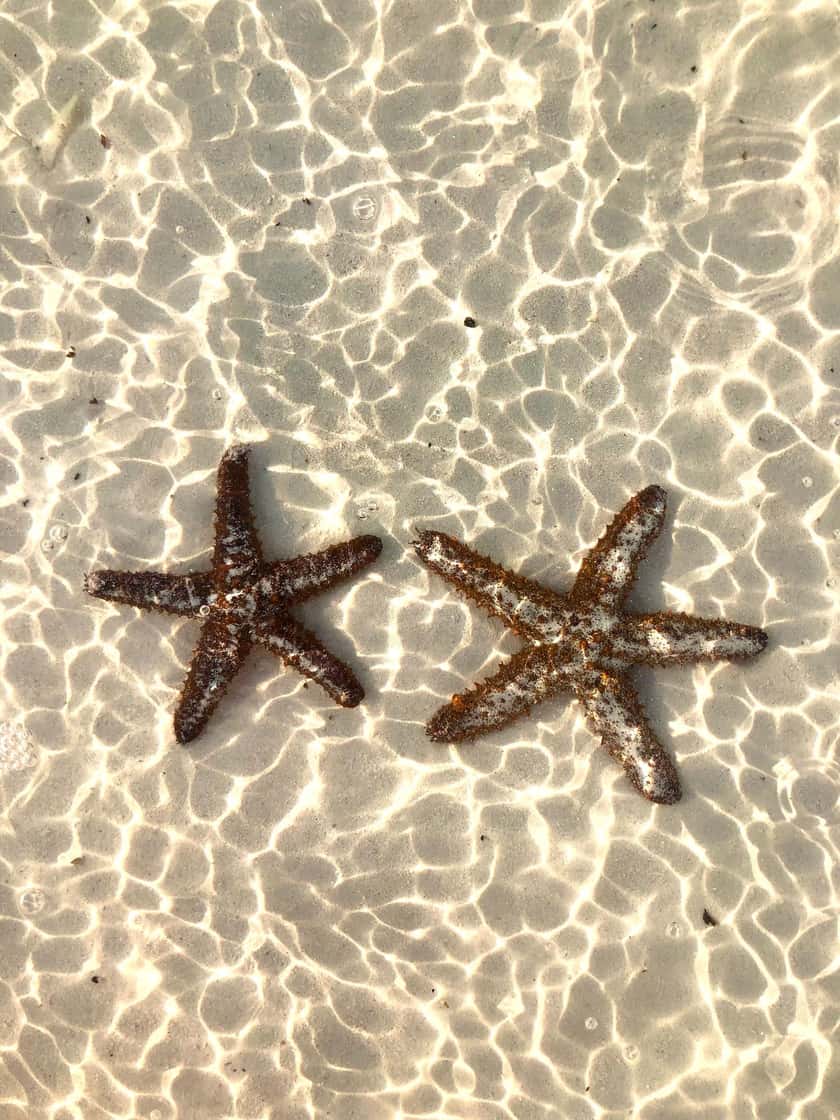 Escena ilustrativa de la excursión a Isla Saona — foto de Paula Nityasri vía Pexels
