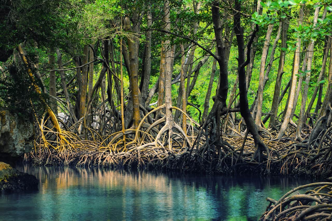 Parco Nazionale Los Haitises, Repubblica Dominicana — foto di Anton Bielousov via Wikimedia Commons