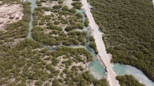 Aerial view of a coastal mangrove forest meeting the sea