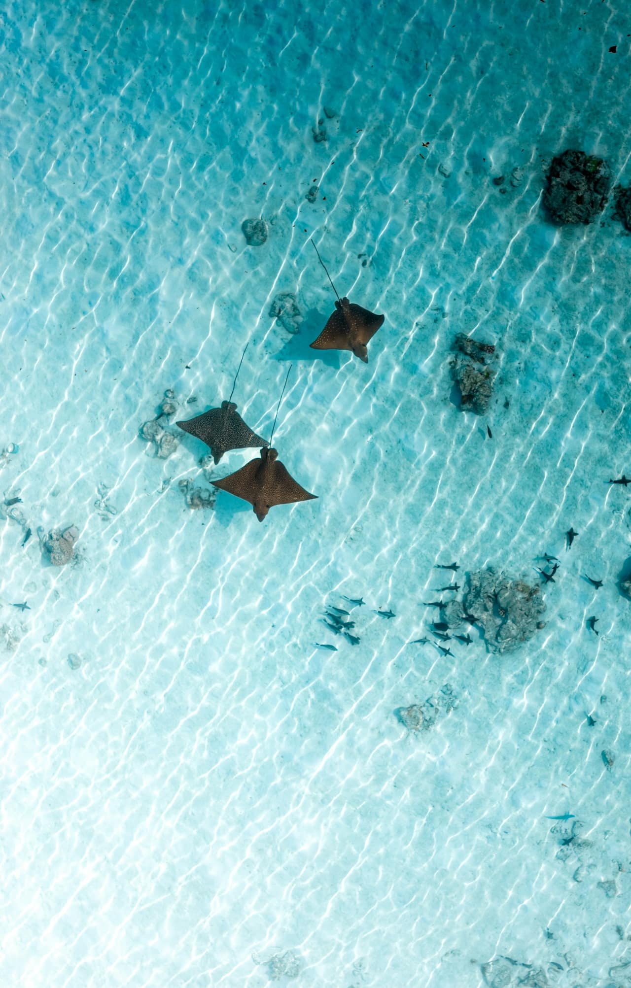 Scena che illustra l'escursione Marinarium — foto di Soekarno Omar via Unsplash