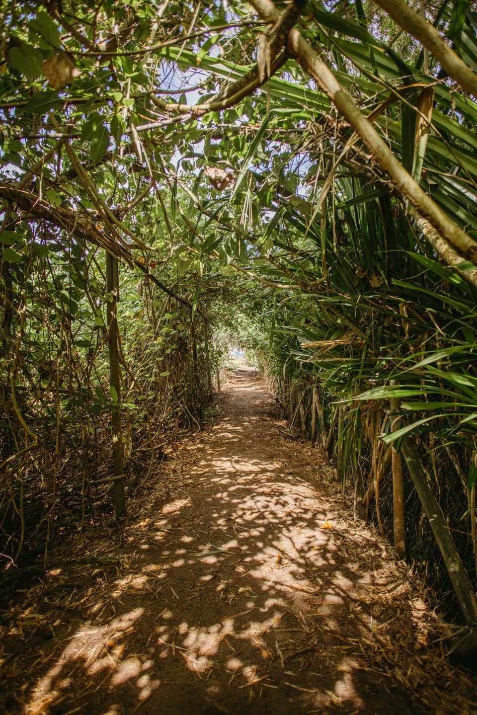 Scena che illustra l'escursione Parco Ecologico Indigenous Eyes — foto di Jonathan Borba via Pexels