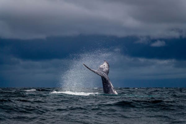 Samana Whale Watching: When and How to See Them