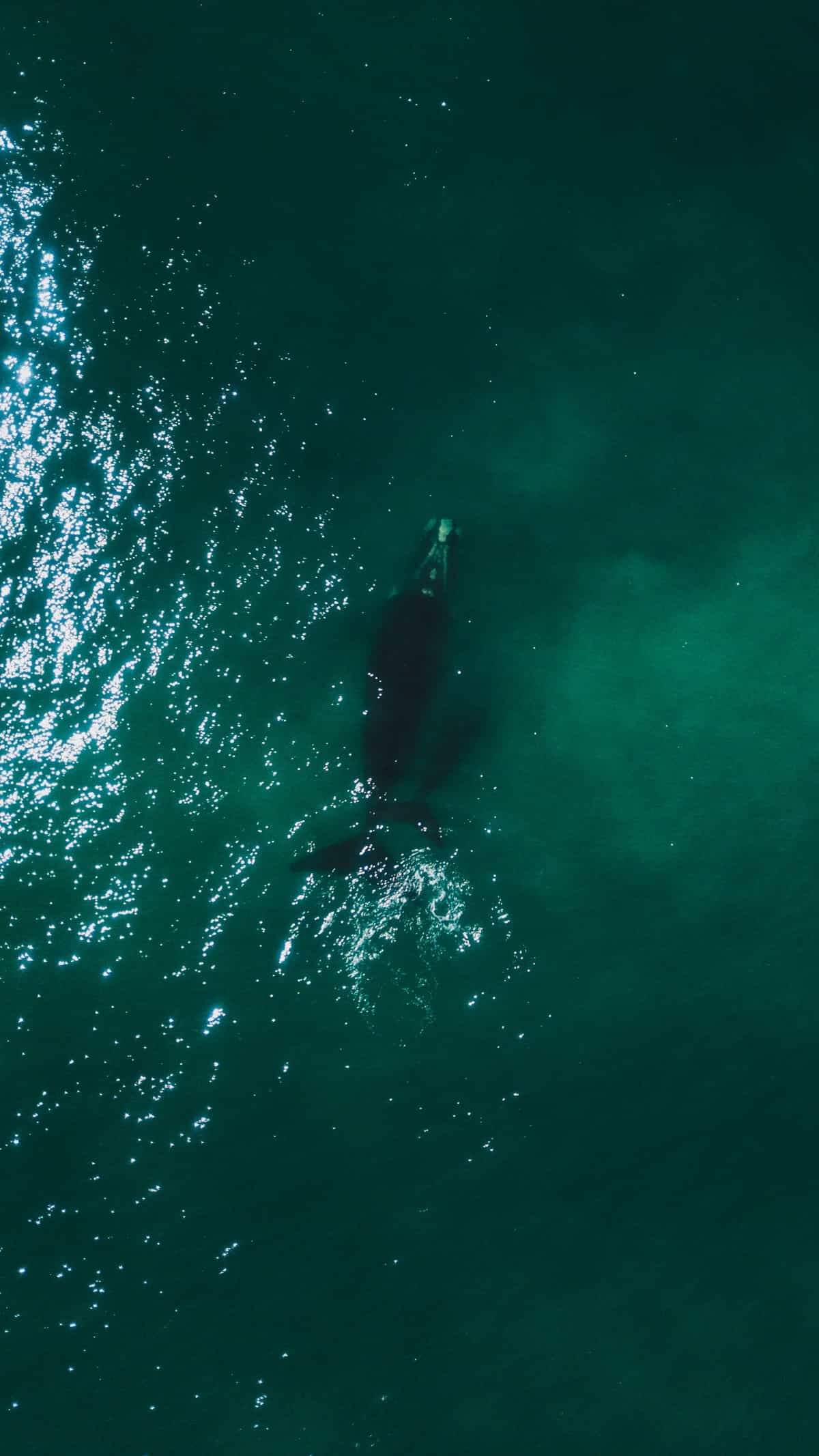 Fotos de excursión de Goey Pictures en Avistamiento de Ballenas en Samaná, Punta Cana