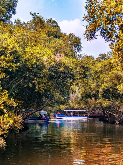 Boat ride through a lush mangrove channel