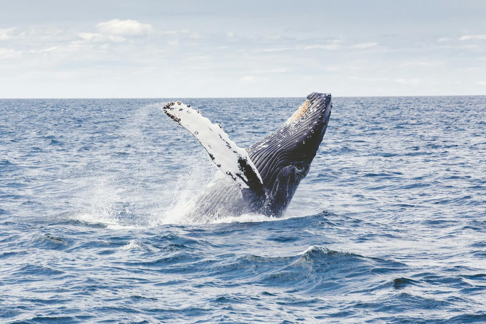 Scène illustrant l'excursion à Observation des Baleines à Samaná — photo par Thomas Kelley via Unsplash