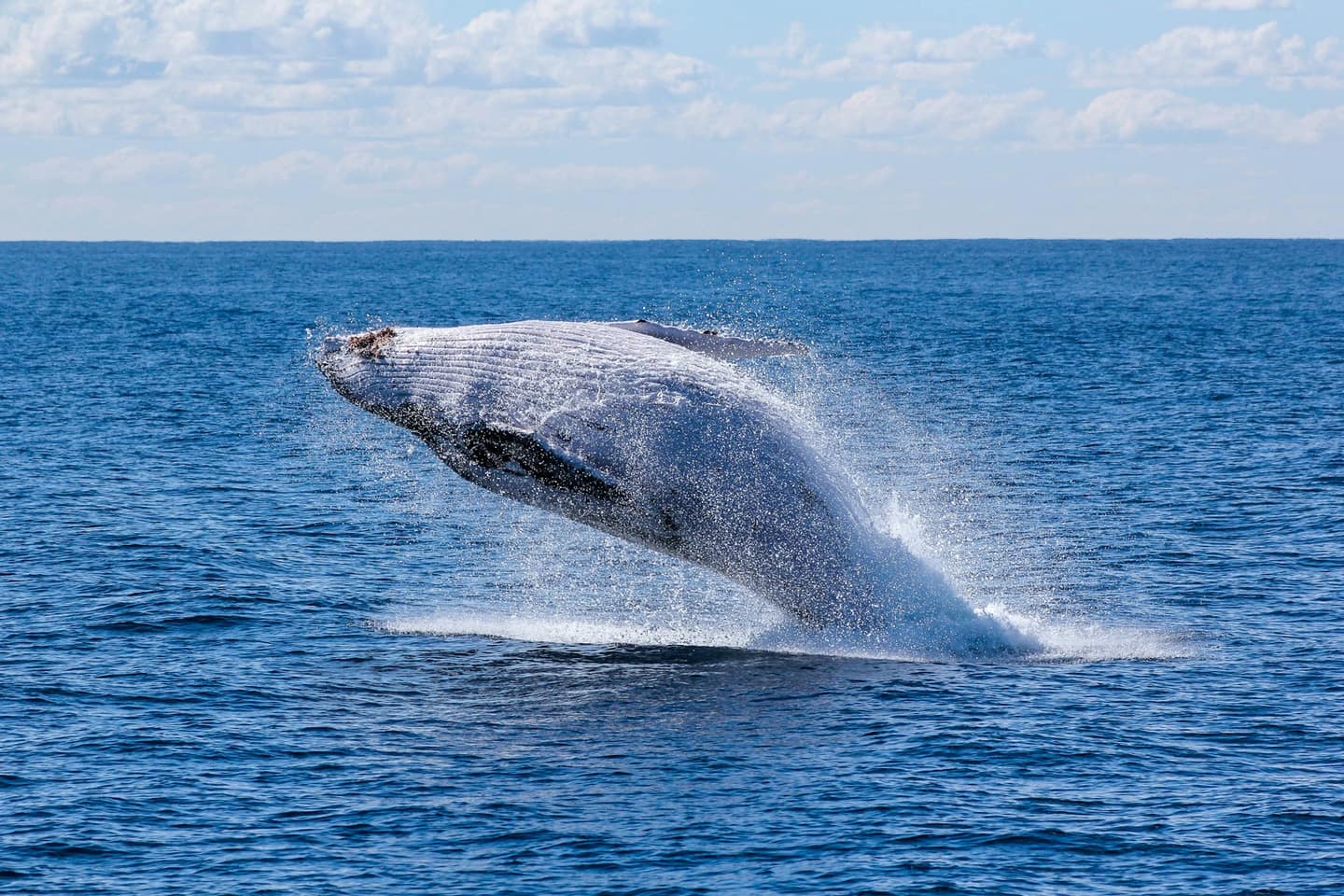 Scène illustrant l'excursion à Observation des Baleines à Samaná — photo par Georg Wolf via Unsplash