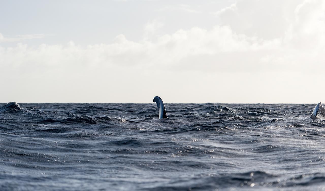 Observation des Baleines à Samaná, République dominicaine — photo par Christopher Michel via Wikimedia Commons